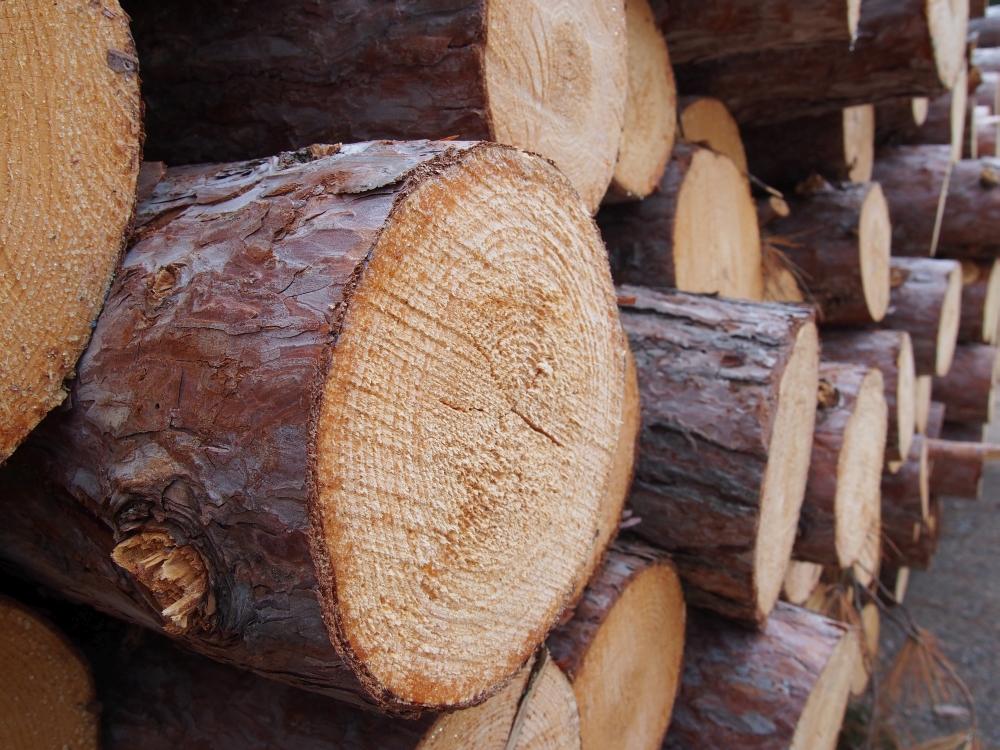 Lake States Timber Market and Stumpage Snapshot 2016