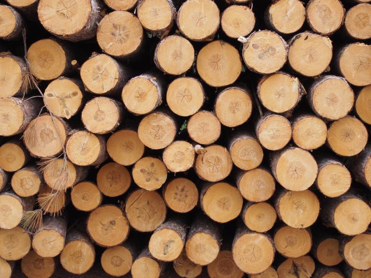 Some Wisconsin Loggers Holding Off On Timber Harvests - Steigerwaldt 