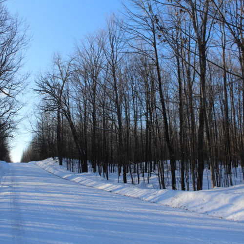 Meteor Timber Sale 82125 SOLD Steigerwaldt Land Services