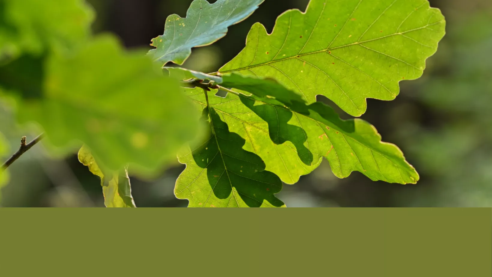 Tree Identification