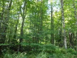 This 40-acre parcel is approximately 100 percent forested and 85 percent upland.  The soils are loam, and the terrain is rolling to hilly.