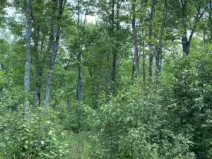 159-acres of forestland located in the Town of Weston, Marathon County, WI.  This property features primarily aspen and northern hardwood forest.