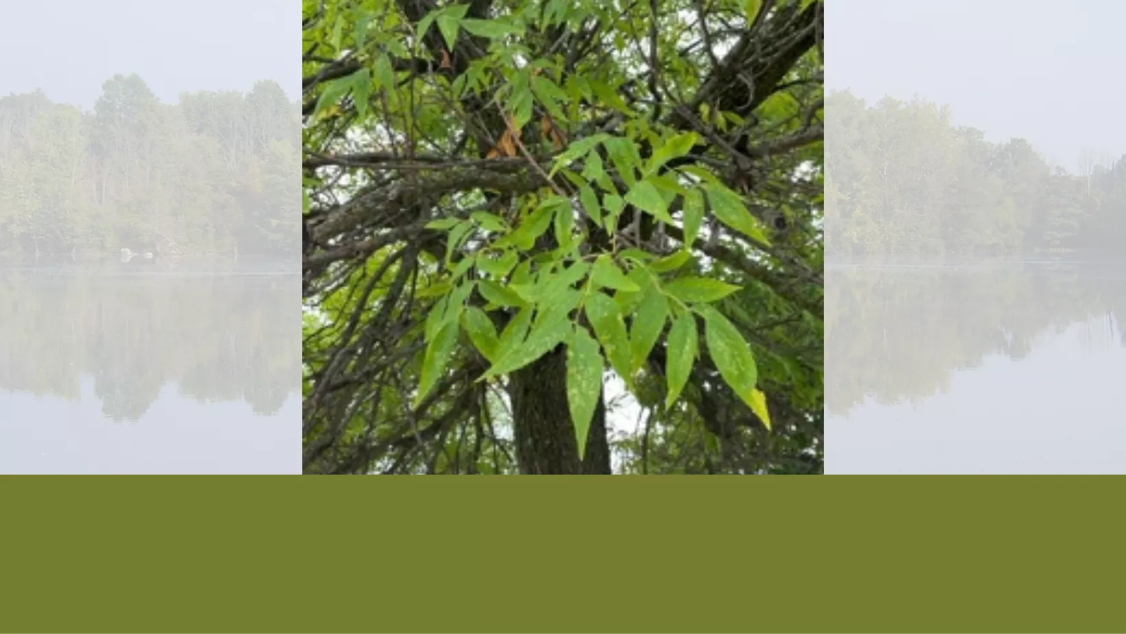 Tree Identification: Ash Trees