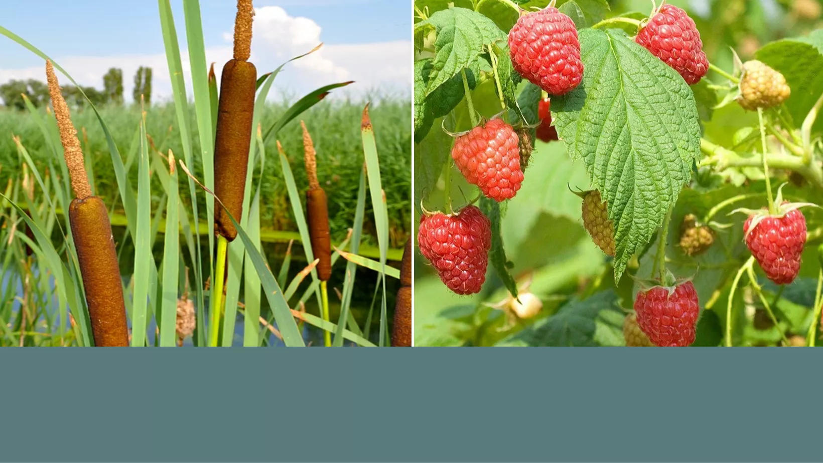 Wetland Plant Identification