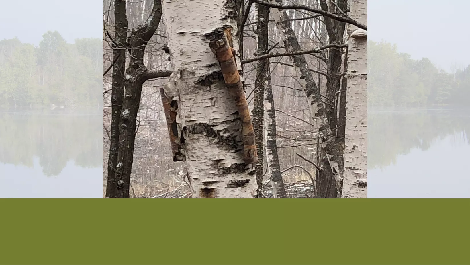 Tree Identification: Paper Birch