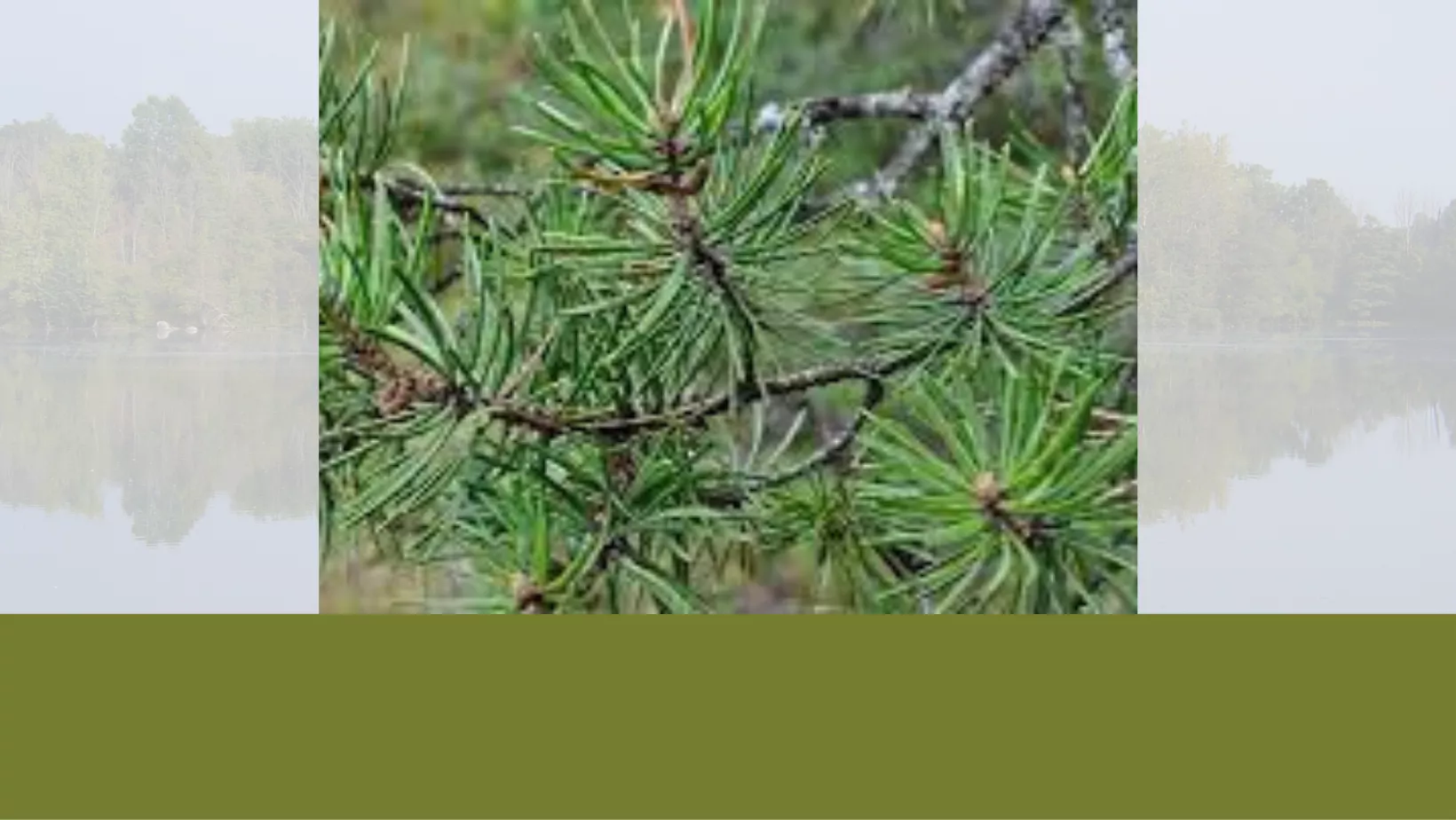 Tree Identification: Jack Pine
