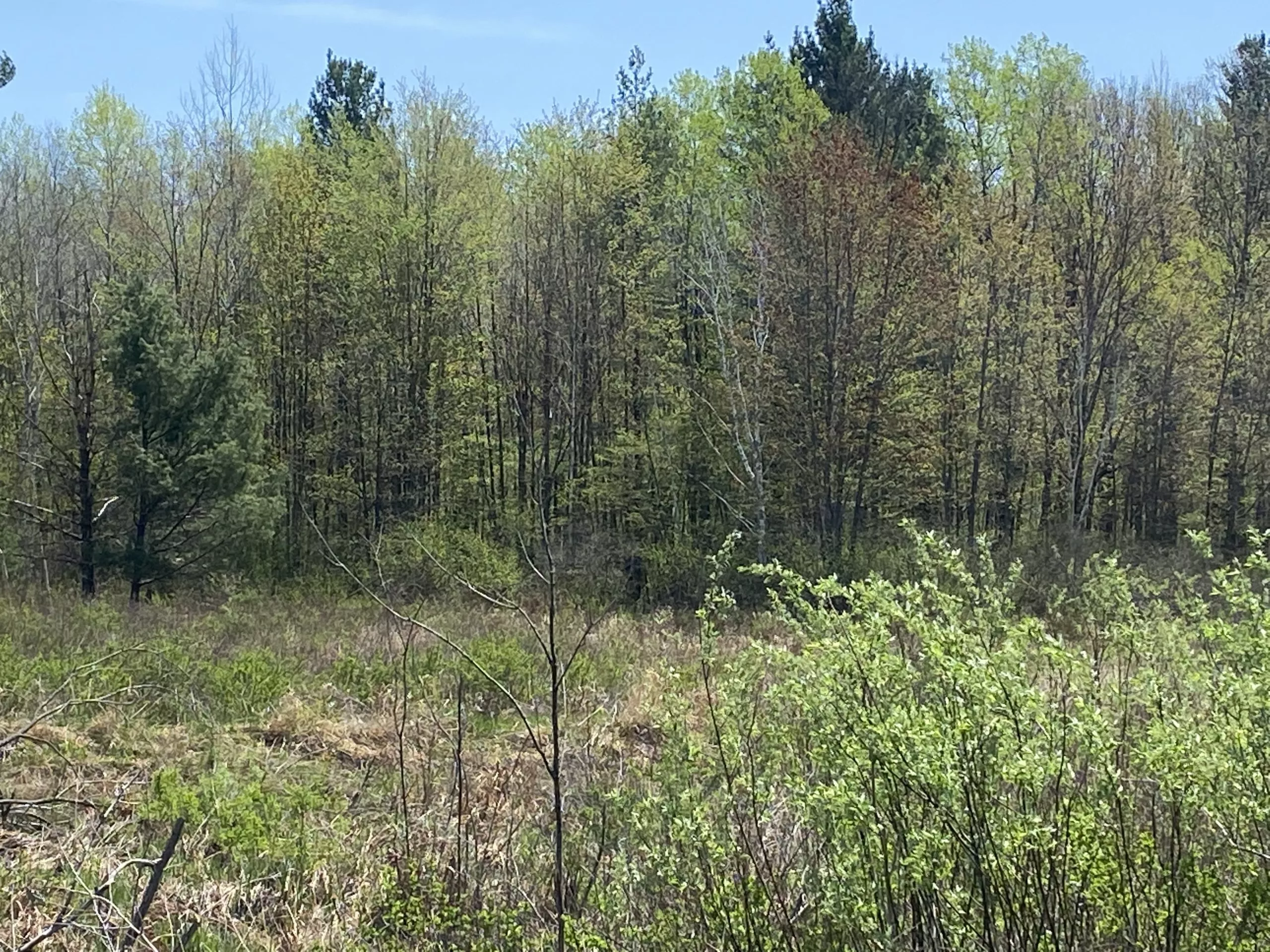 Meteor Timber 8263 SALE PENDING Steigerwaldt Land Services