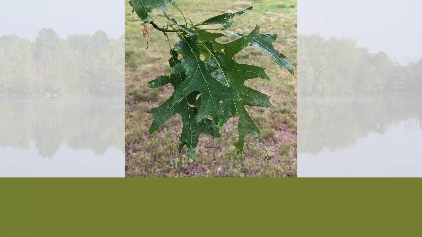 Tree Identification: Northern Pin Oak