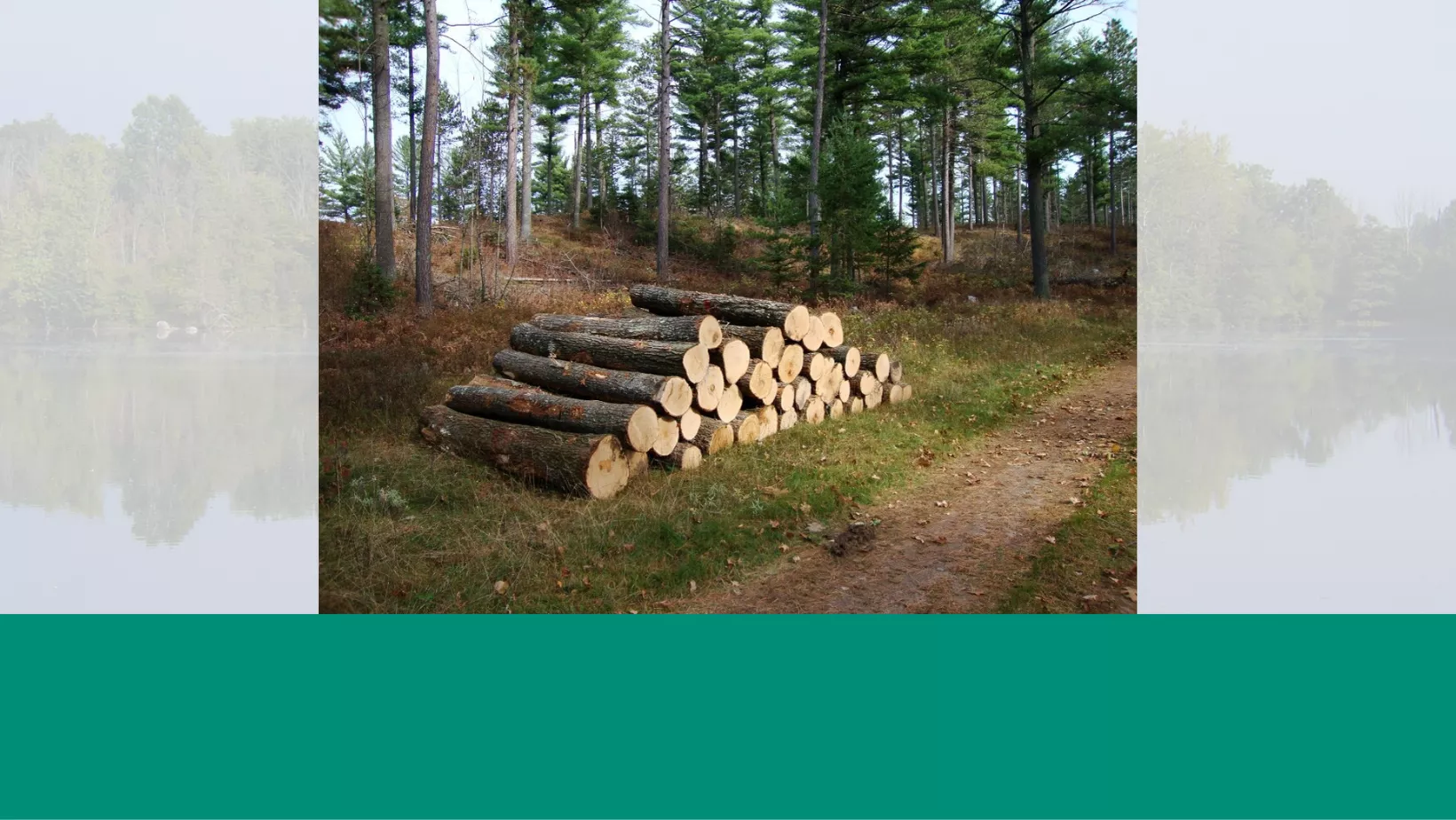 Timber Values In The Appraisal Process