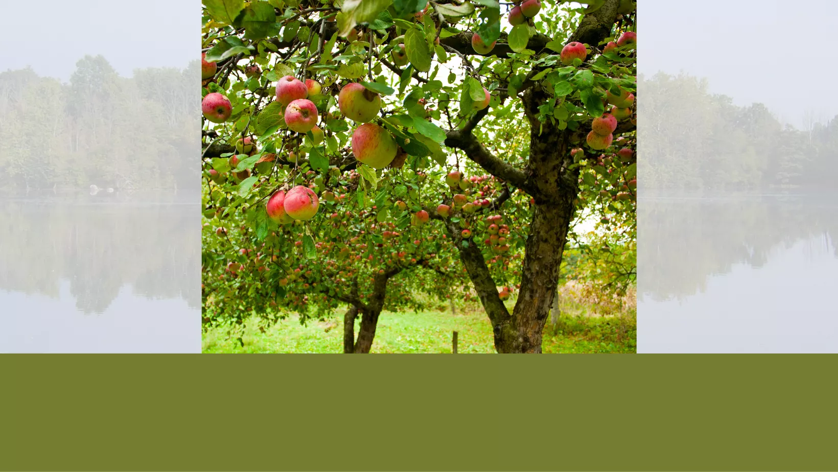 Tree Identification: Apple Tree