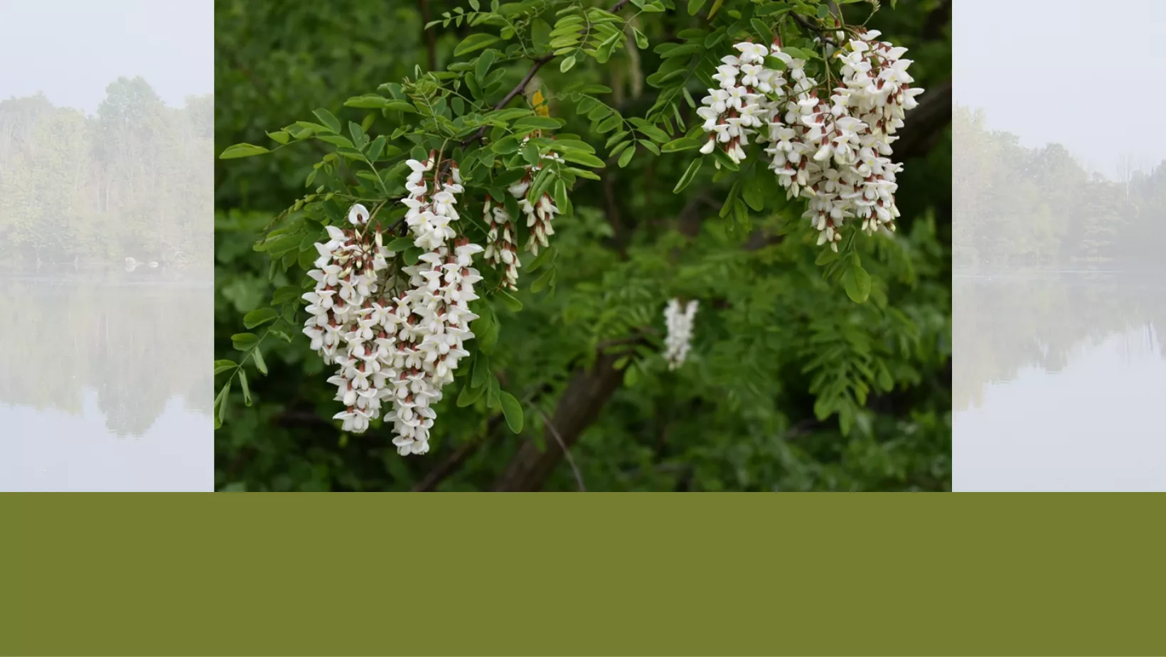 Tree Identification: Black Locust