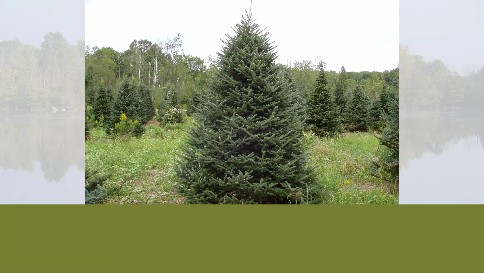 Tree Identification: Frasier Fir - Steigerwaldt Land Services
