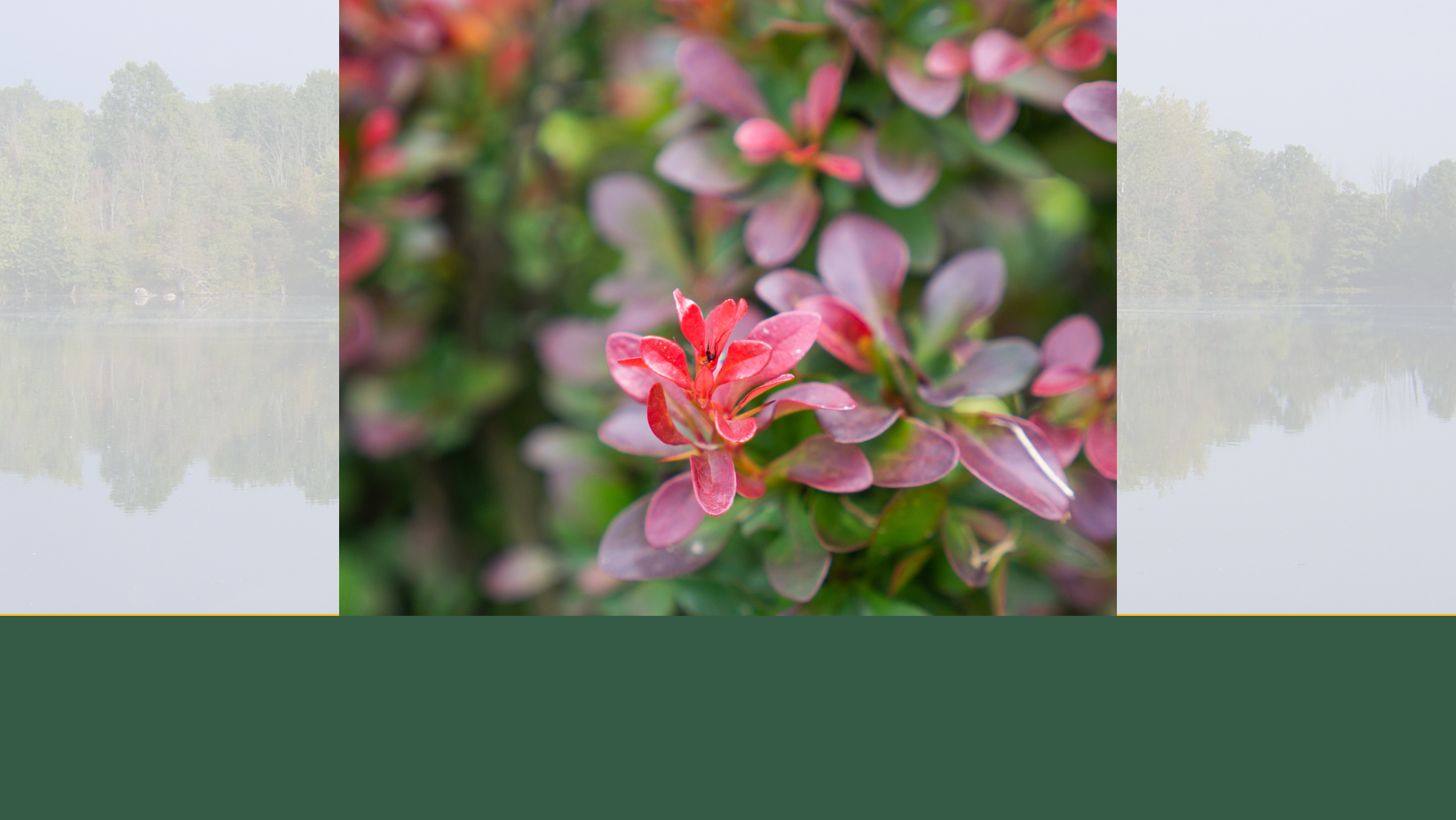Invasive Species: Japanese Barberry