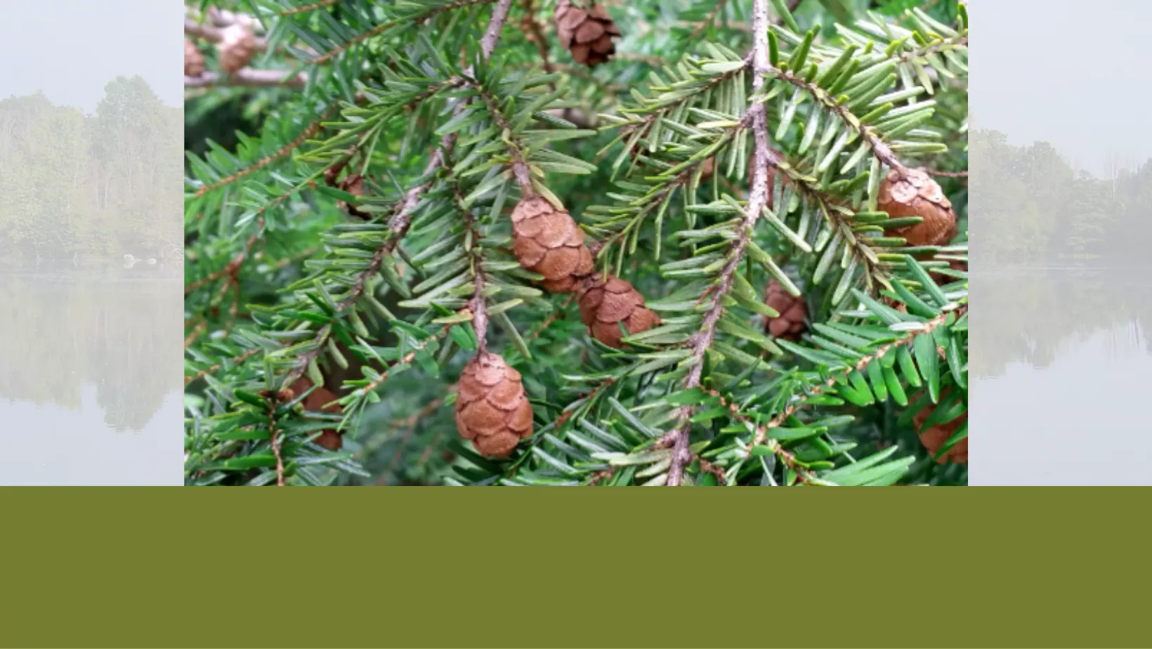 Tree ID (10)