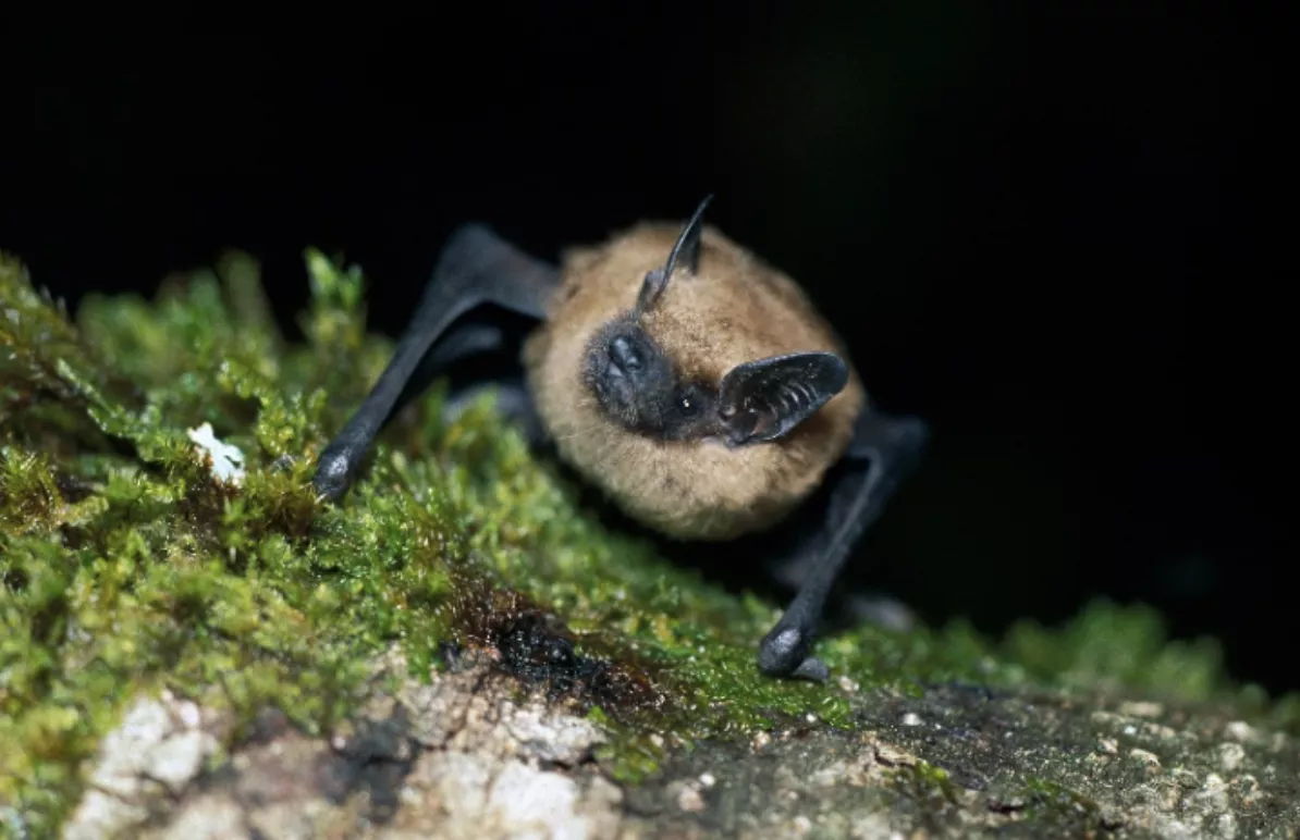 Threatened Bat Species in Wisconsin