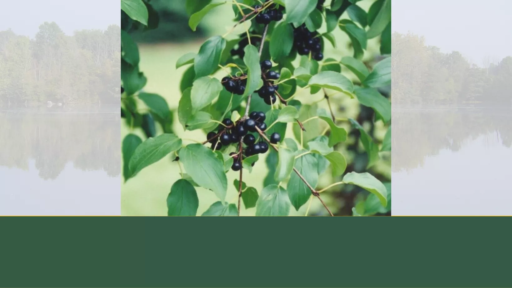 Invasive Species: Buckthorn