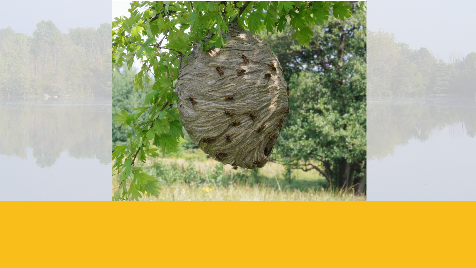 Safety at Steigerwaldt: Bee Safety